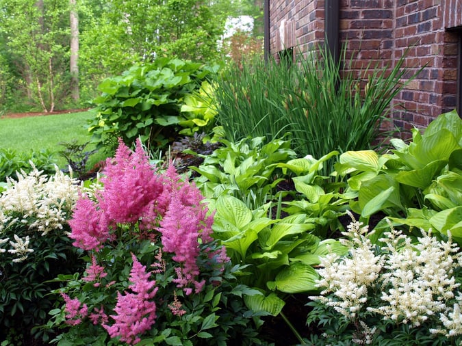 flower bed in yard