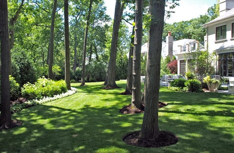 large mature trees near backyard patio