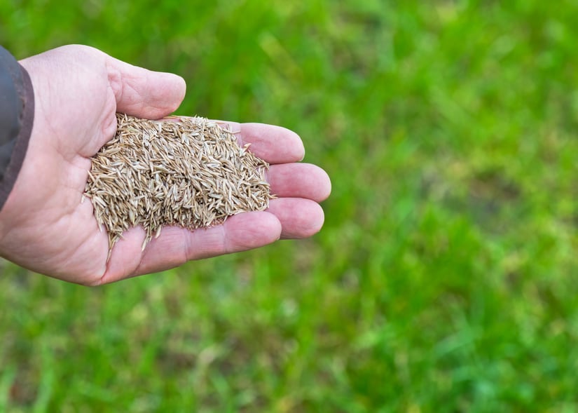 lawn overseeding 