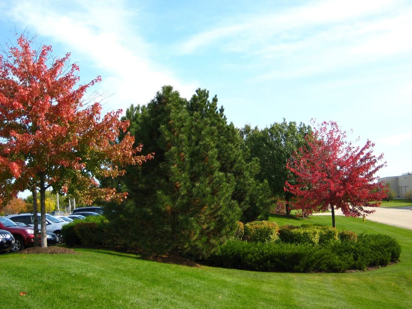 fall lawn aeration
