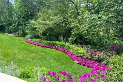 Grassy residential backyard lined on the edges with bright pink flowers