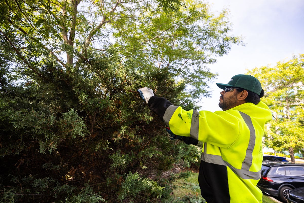 commercial landscape maintenance crew hand trimming 1