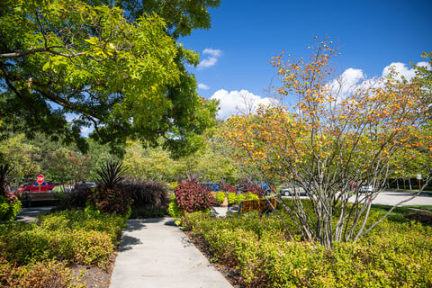 commercial landscape maintenance retirement sidewalks landscape beds