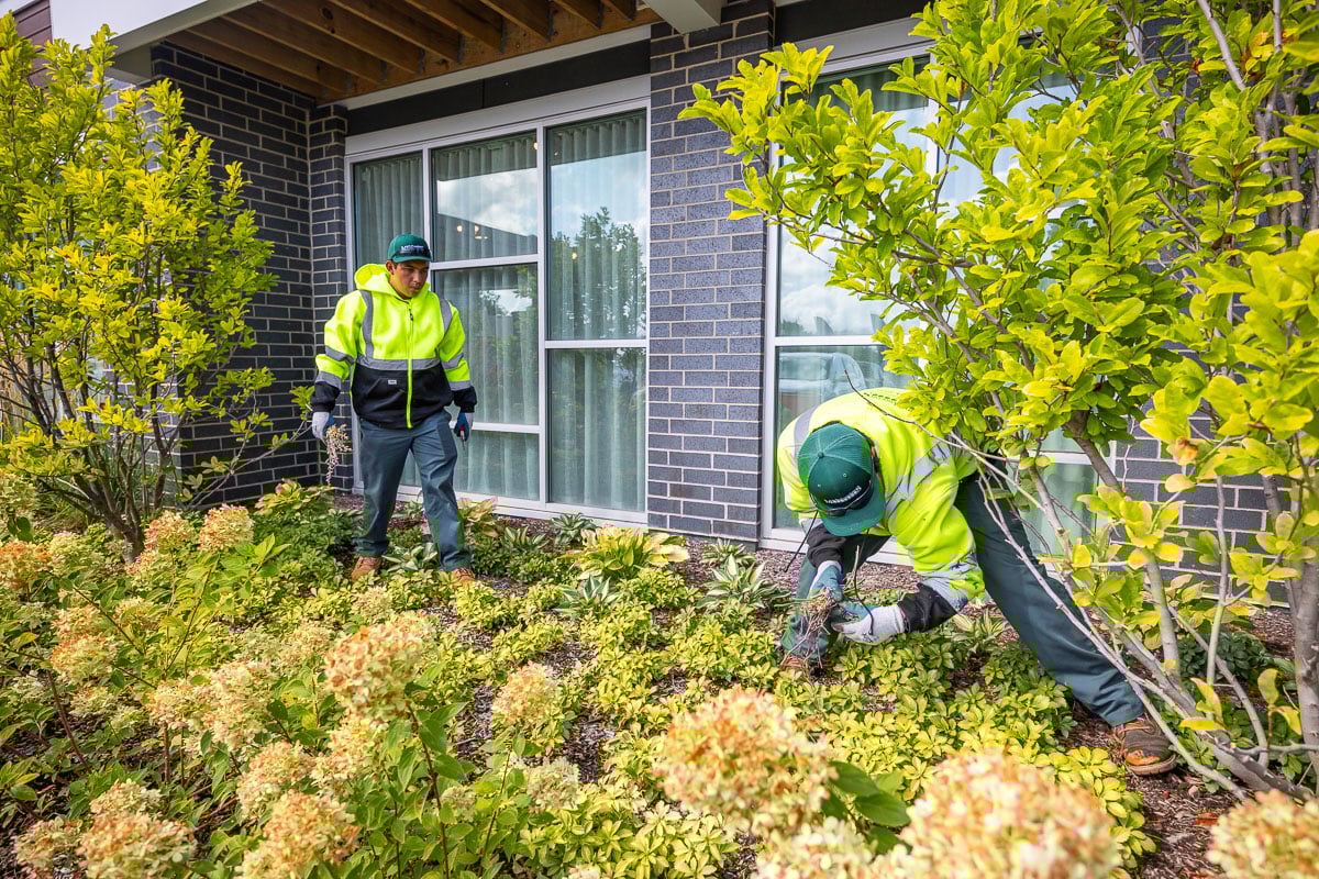 retirement condo commercial landscaping crew pulling weeds 1