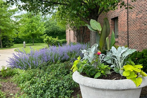 Light tan container garden with bright green plants with view of sidewalk in background
