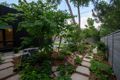 Residential backyard with mulch and small trees around square stepper paths