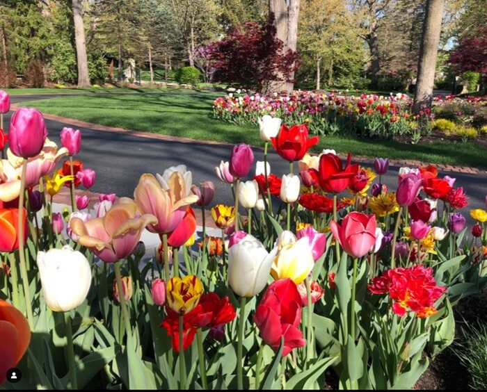 Spring bulbs blooming