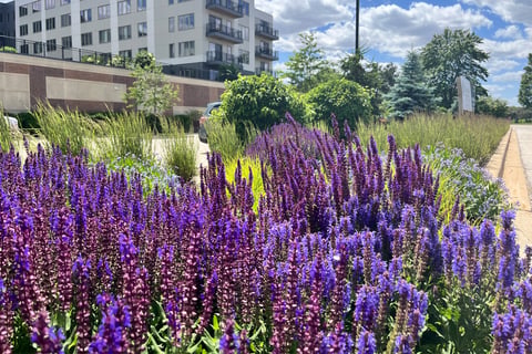 Tall purple flowers next to parking lot with apartment building in the background