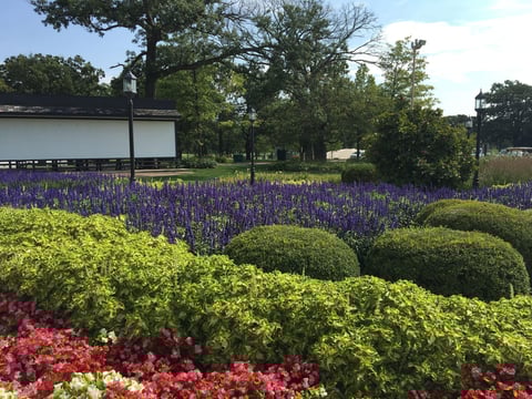 commercial-Annuals-Bushes-Lavender