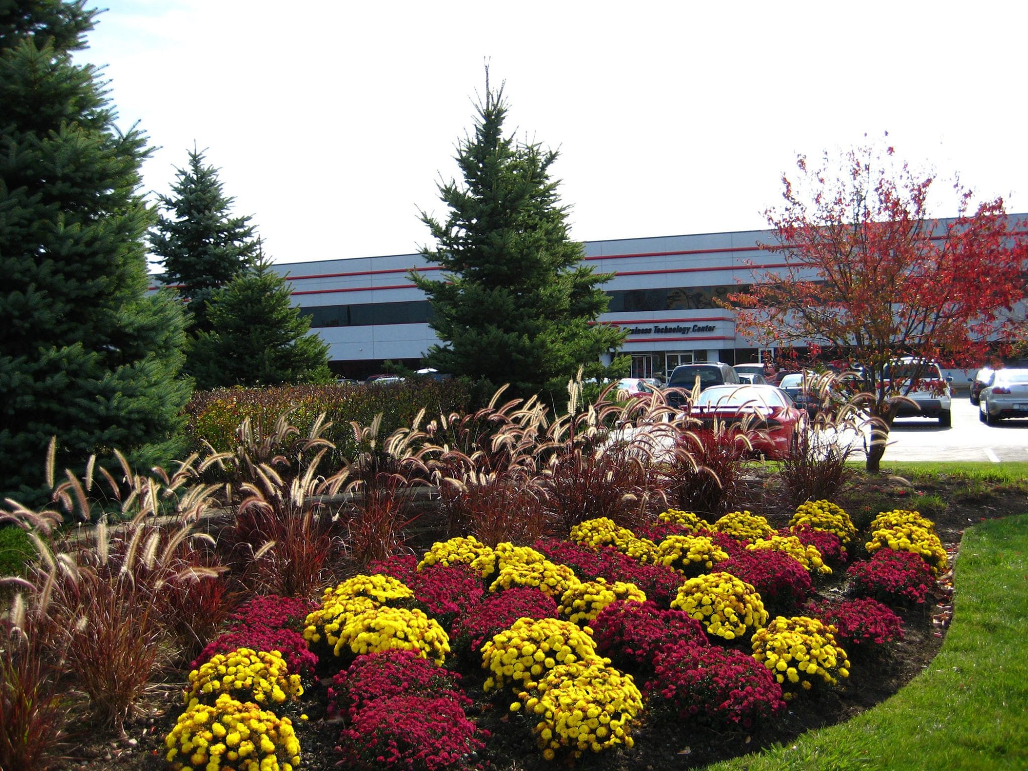commercial-Red-Yellow-Mums