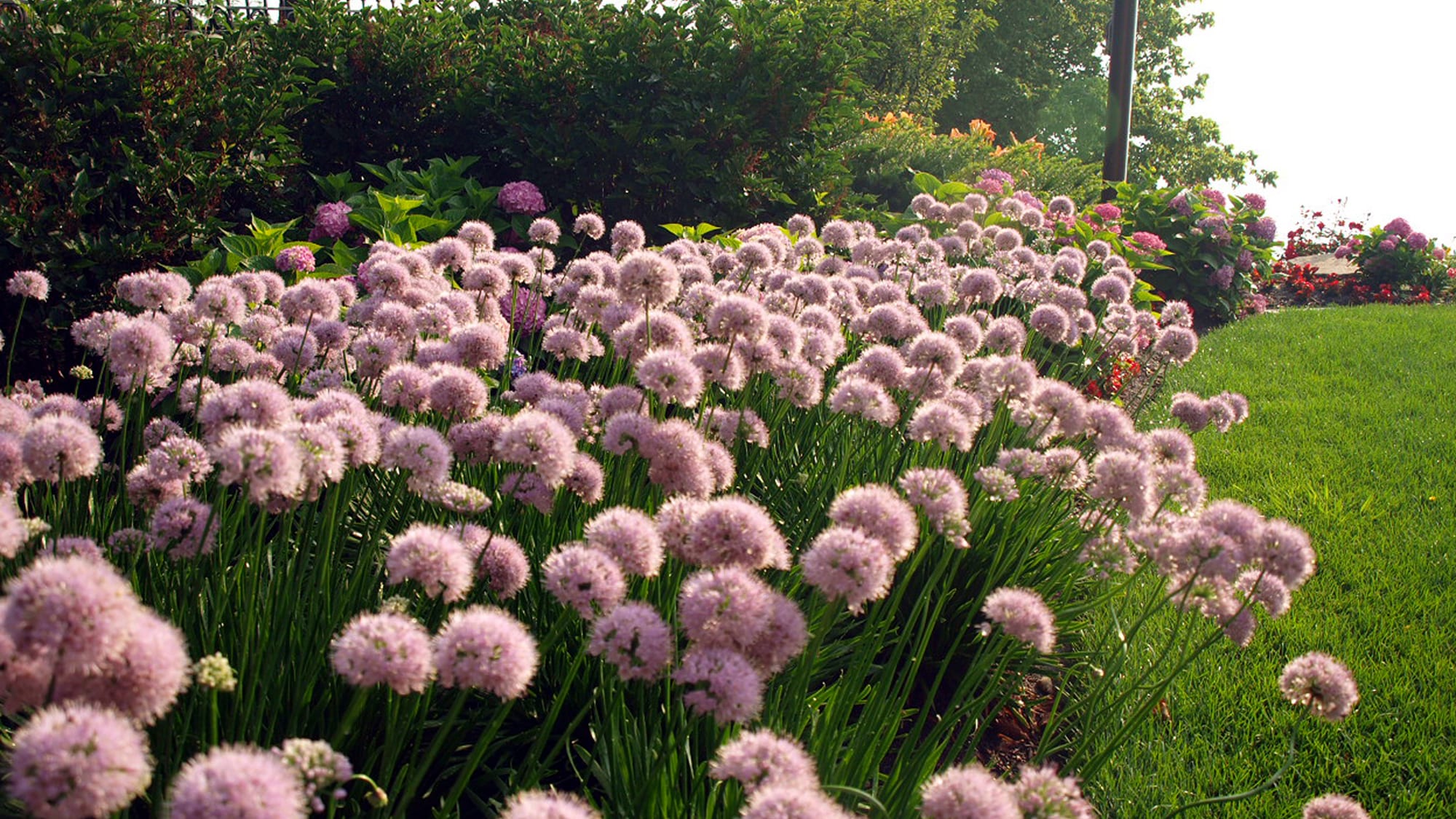 flower in garden bed overlooking lake michigan