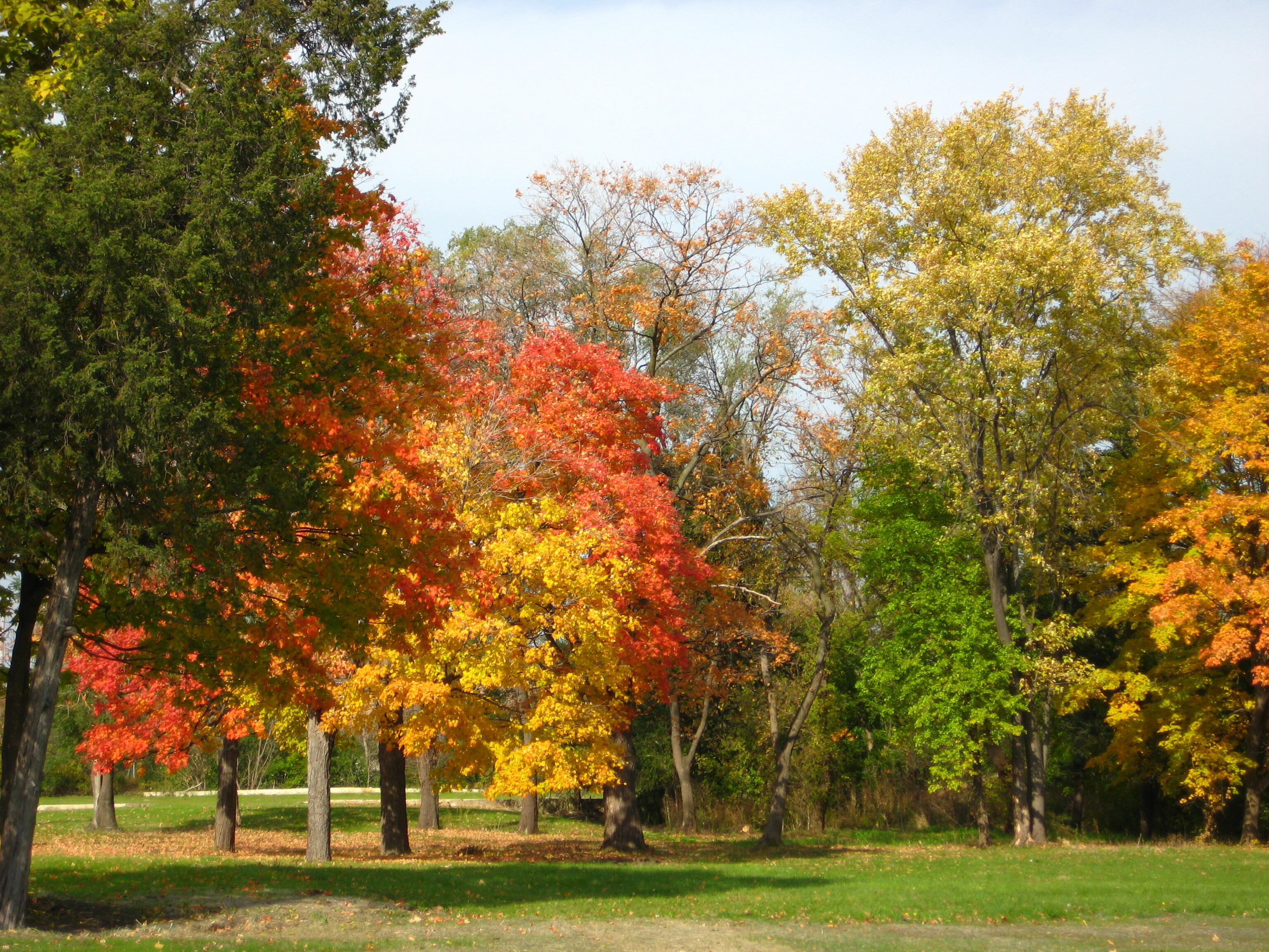 fall trees overseeding and aeration