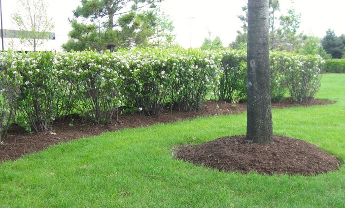 Mulch around tree and flower beds